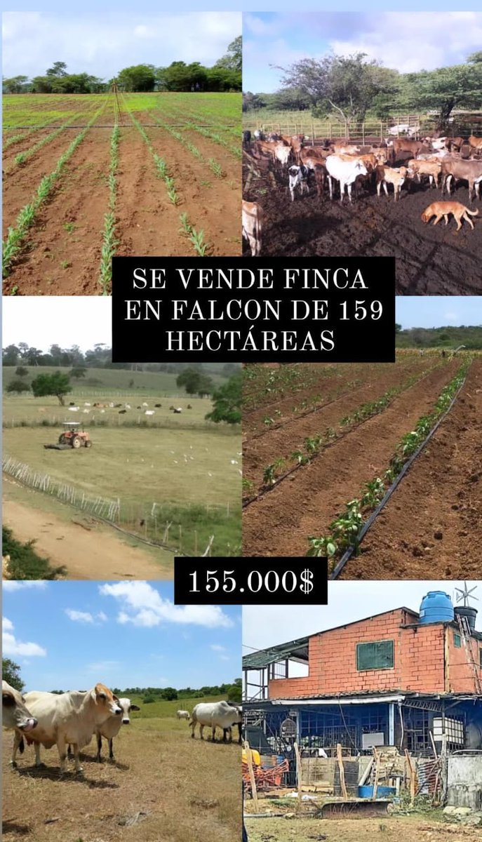 hebvanessa's tweet photo. #inversión https://t.co/q1HeqtyjE7
