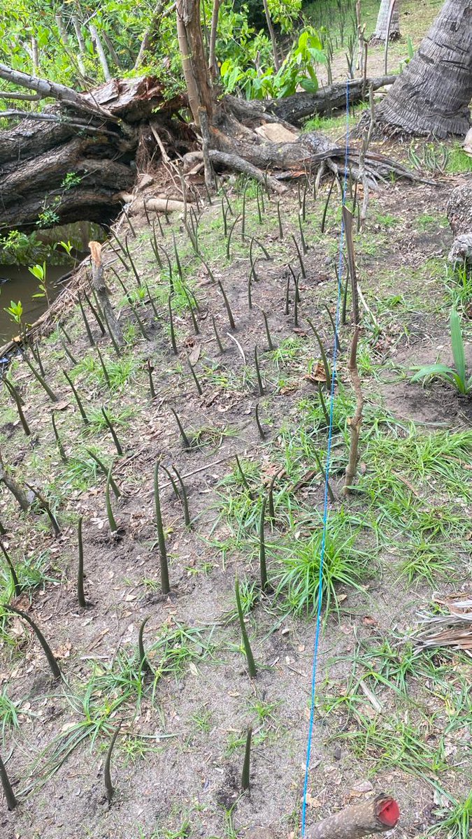 kikeayaladaboub's tweet photo. Este día, asistí a la jornada "SEMBRATON 2024" organizado por @AsistedcosOrg con la cooperación de #ConcentrixElSalvador y el aval del @MedioAmbienteSV  en el Area Natural El Amatal. Sembramos 6,000 propagulos de mangle rojo, palmeras rompevientos y coyol. Estas iniciativas colaboran con la restauración del manglar y favorecen la vida silvestre de aves, reptiles, peces y otros.

Gracias todos los voluntarios 🇸🇻 💚