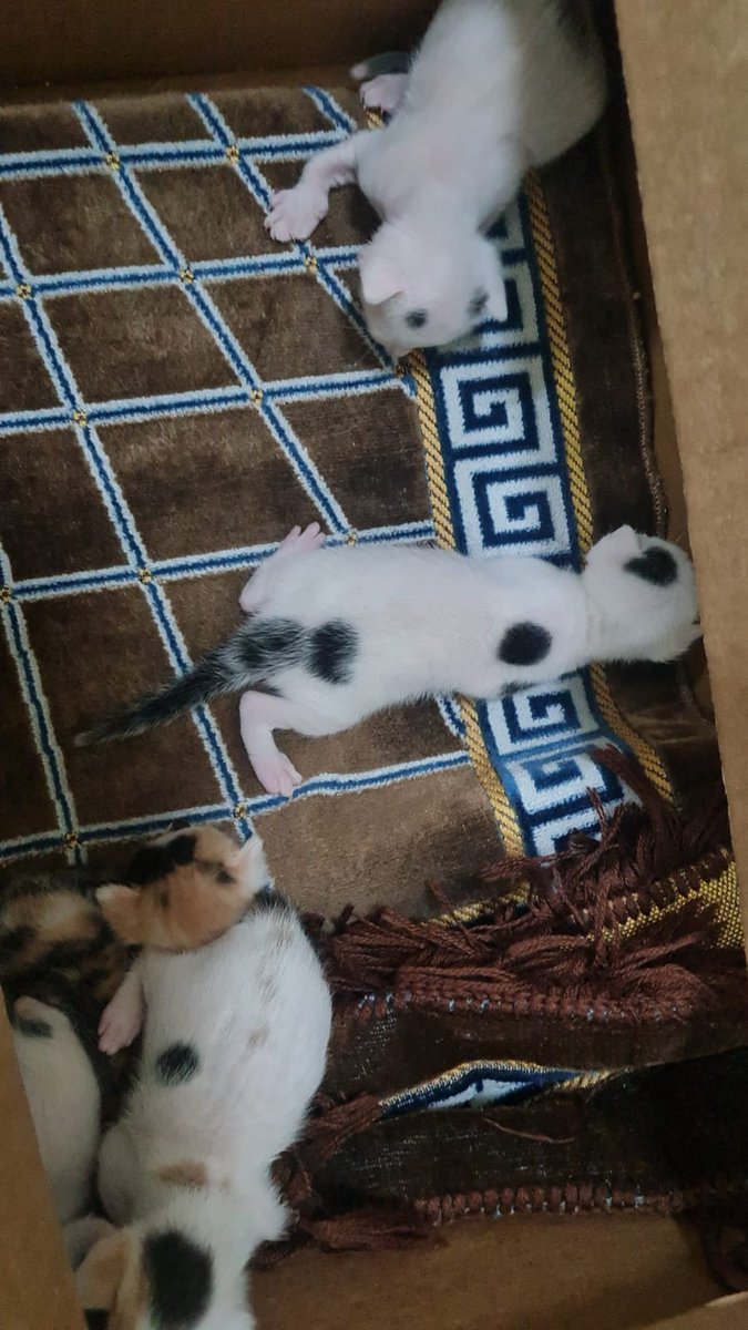 0551181661 
 5 بسس في #الرياض لقوهم في كرتون . يحتاجون تبني بشكل عاجل