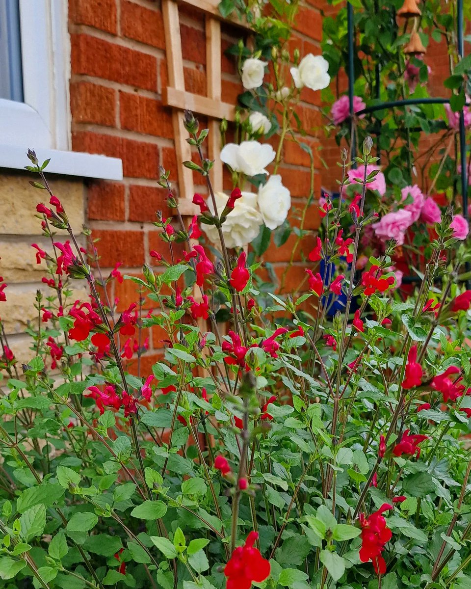 It maybe a cold June but the flowers are making it feel like summer ☀️ #gardentime #flowers
