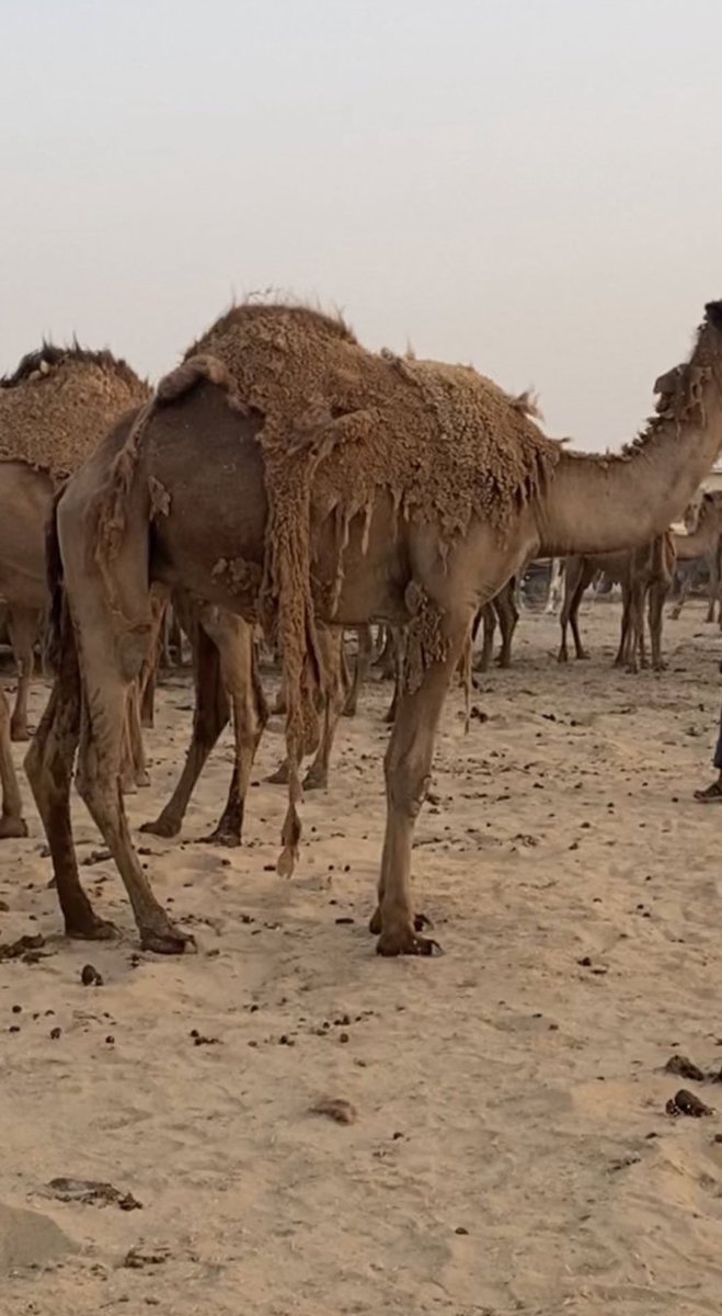 عساس الحدود tweet media