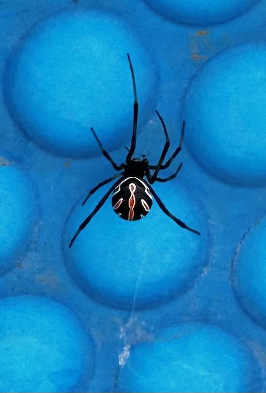 LunaDiego's tweet photo. @Arachno_Cosas @Mi_odradek Sabes que araña es esta? https://t.co/j5dt4LOMvB