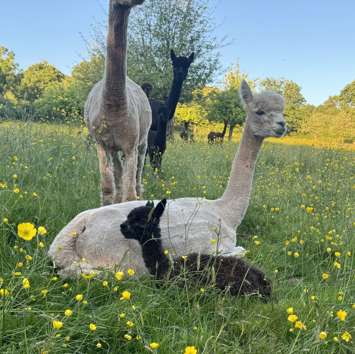 Karen May tweet media