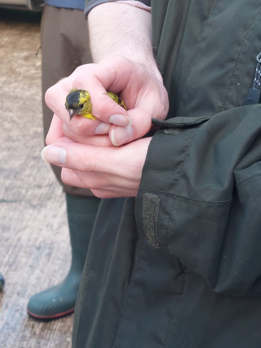 Some cool finds at a bioblitz with <a href="/QUBMarZooSoc/">QUB Marine Biology and Zoology Society</a> in Omagh
1) Orange legged furrow bee (Halictus rubicundus) 
2)Micropterix aureatella?
3) Dactylorhiza sp.
4) Seen my first ever siskin and got to ring my first bird ever! 
Thanks so much to everyone who came and helped!