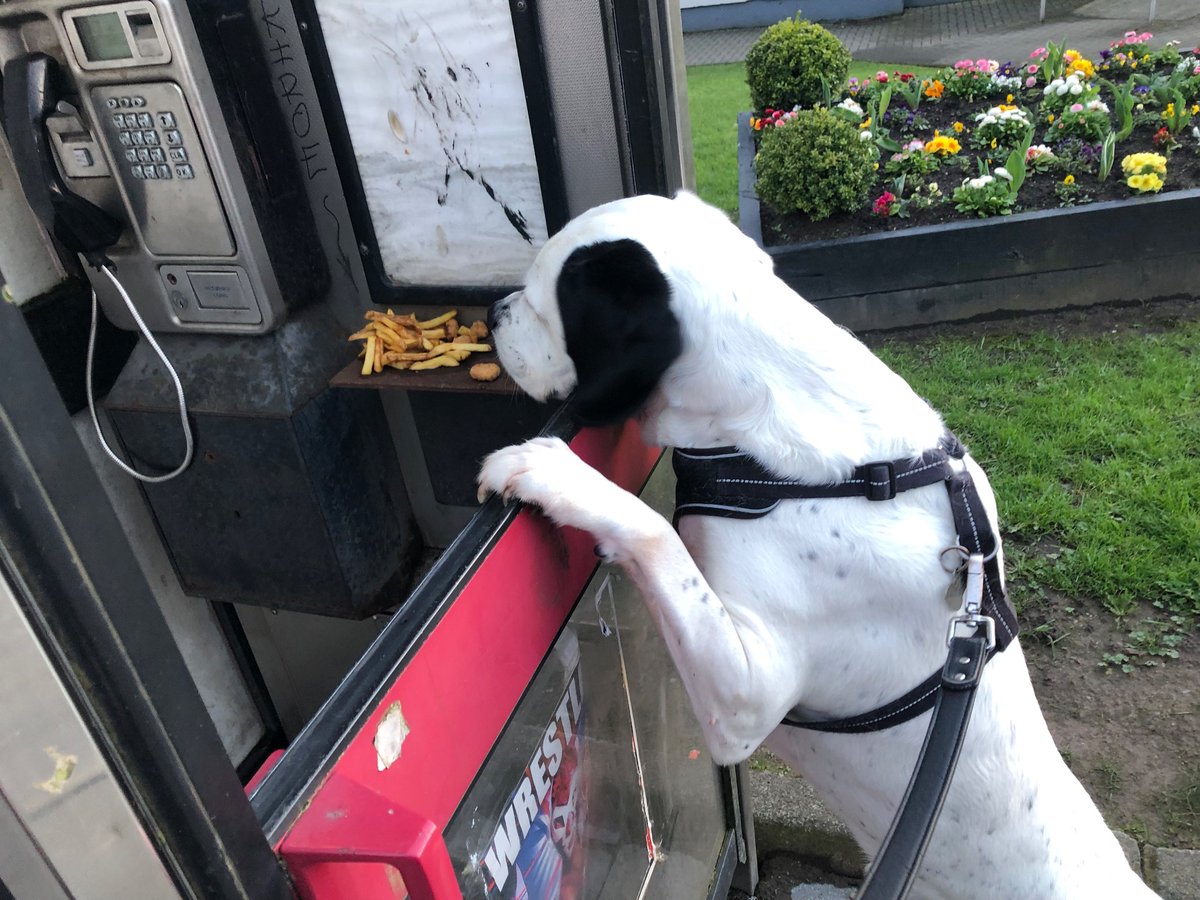 #antrimgardens
#lovedogs
#angelmansyndrome
Gez with Jude and our 3 dogs ♥️