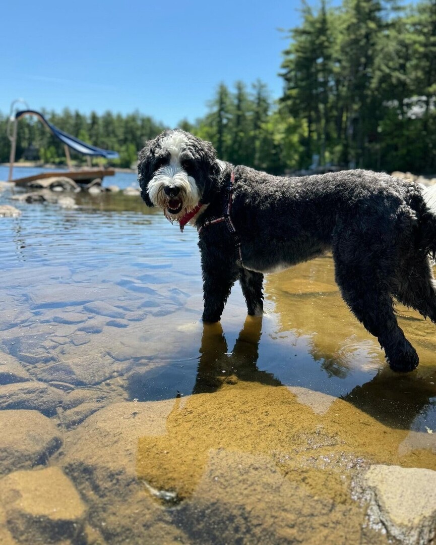 cowboymagic's tweet image. Weekend Vibes 😎💧🐟
Photo from @itsya_boykev
•
"Lake dood 😎

Harness: @shawncopets || KEV15OFF" 

#weekendvibes #sheepadoodle #sheepadoodlesofinstagram #sheepadoodlepuppy  #dog #dogsofinstagram #dogsofinsta #doglife #doglovers #boston #doodlesofinstag… instagr.am/p/C796Ta9v2Pp/