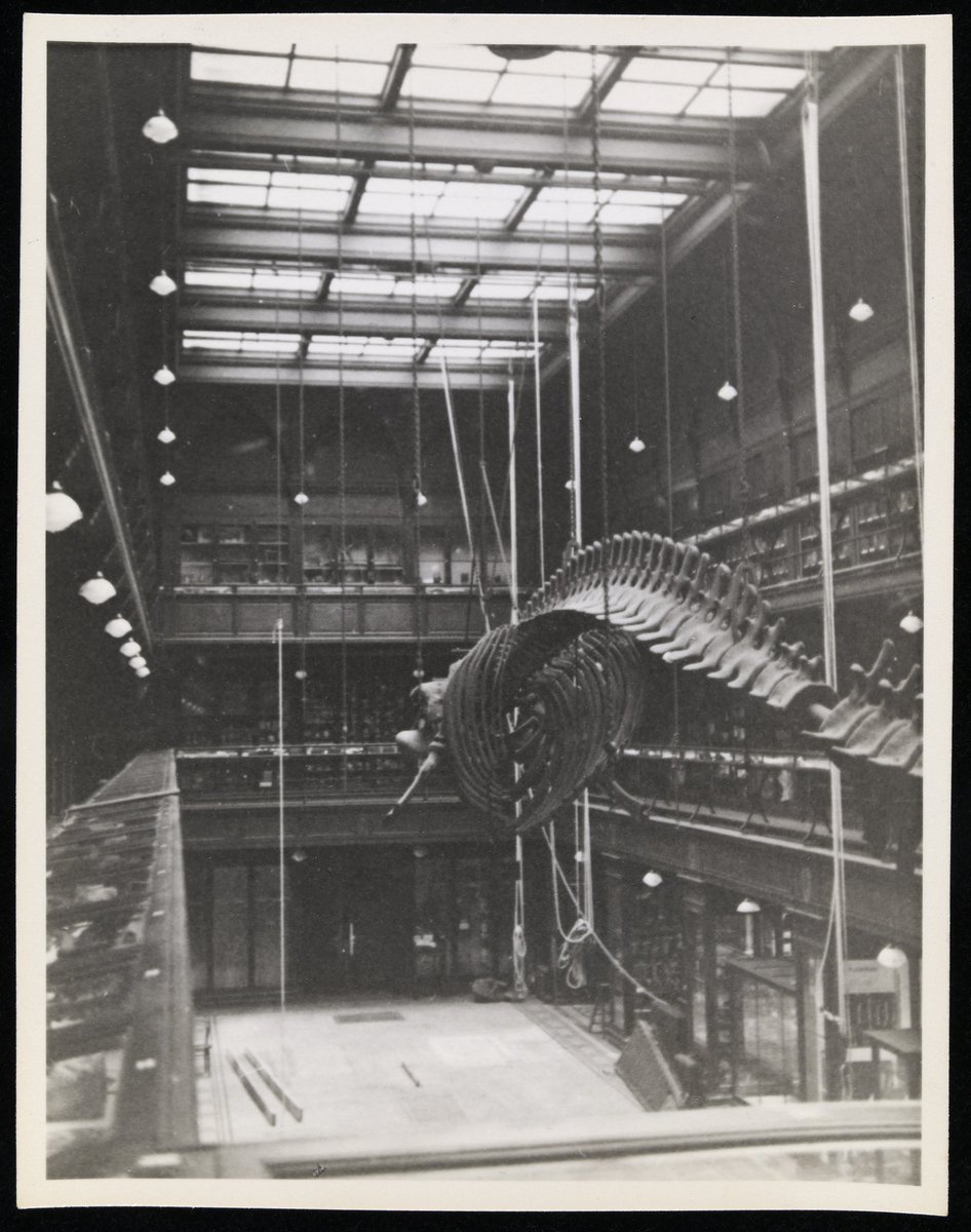 TeviotPlace's tweet photo. In the 1950s our museum @TeviotPlace was reduced in size. As part of this process, the #whale skeletons hung from the ceiling since 1884 were transferred to @NtlMuseumsScot a move that appeared to require a lot of rope &amp; chains #MuseumWeekMW #WaterMW https://t.co/JL5yvdT0yr