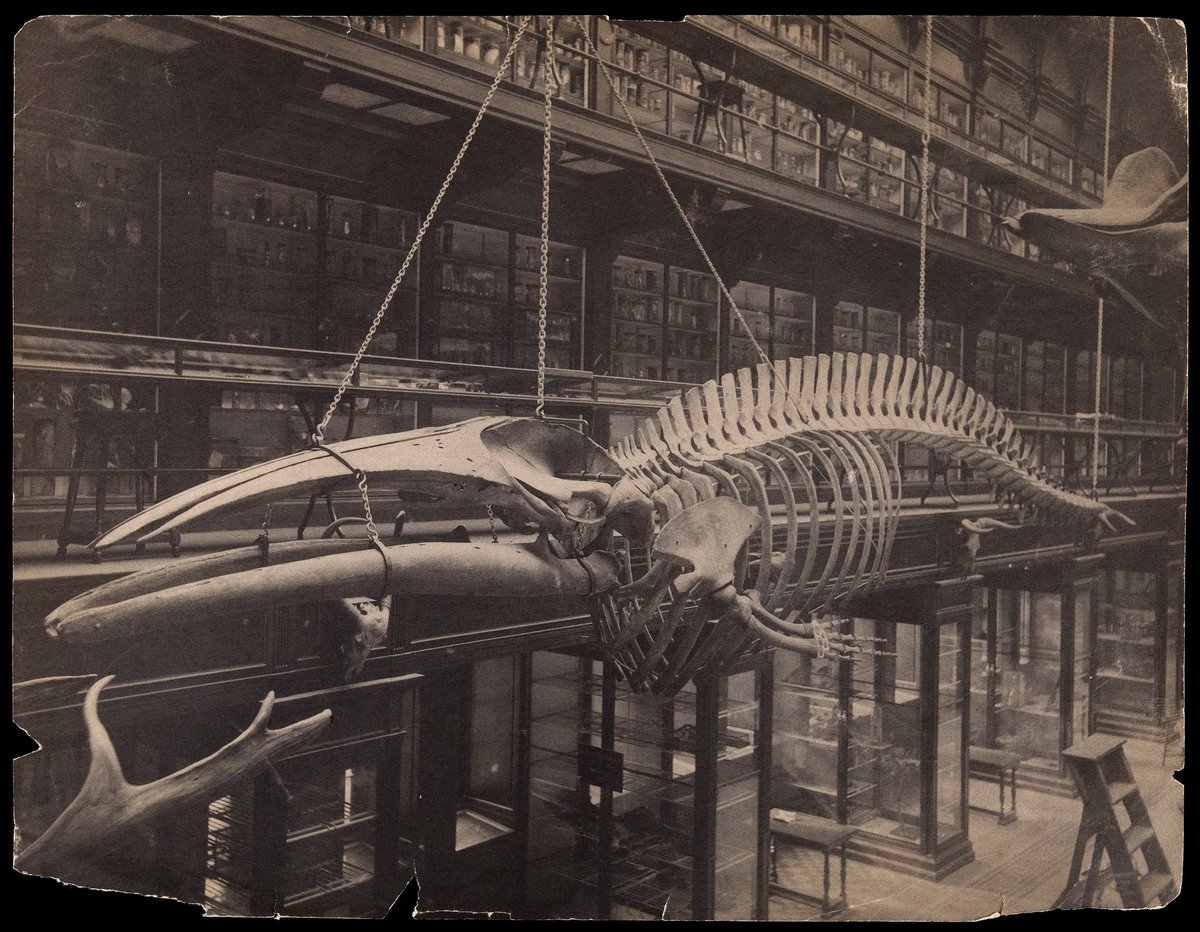TeviotPlace's tweet photo. In the 1950s our museum @TeviotPlace was reduced in size. As part of this process, the #whale skeletons hung from the ceiling since 1884 were transferred to @NtlMuseumsScot a move that appeared to require a lot of rope &amp; chains #MuseumWeekMW #WaterMW https://t.co/JL5yvdT0yr