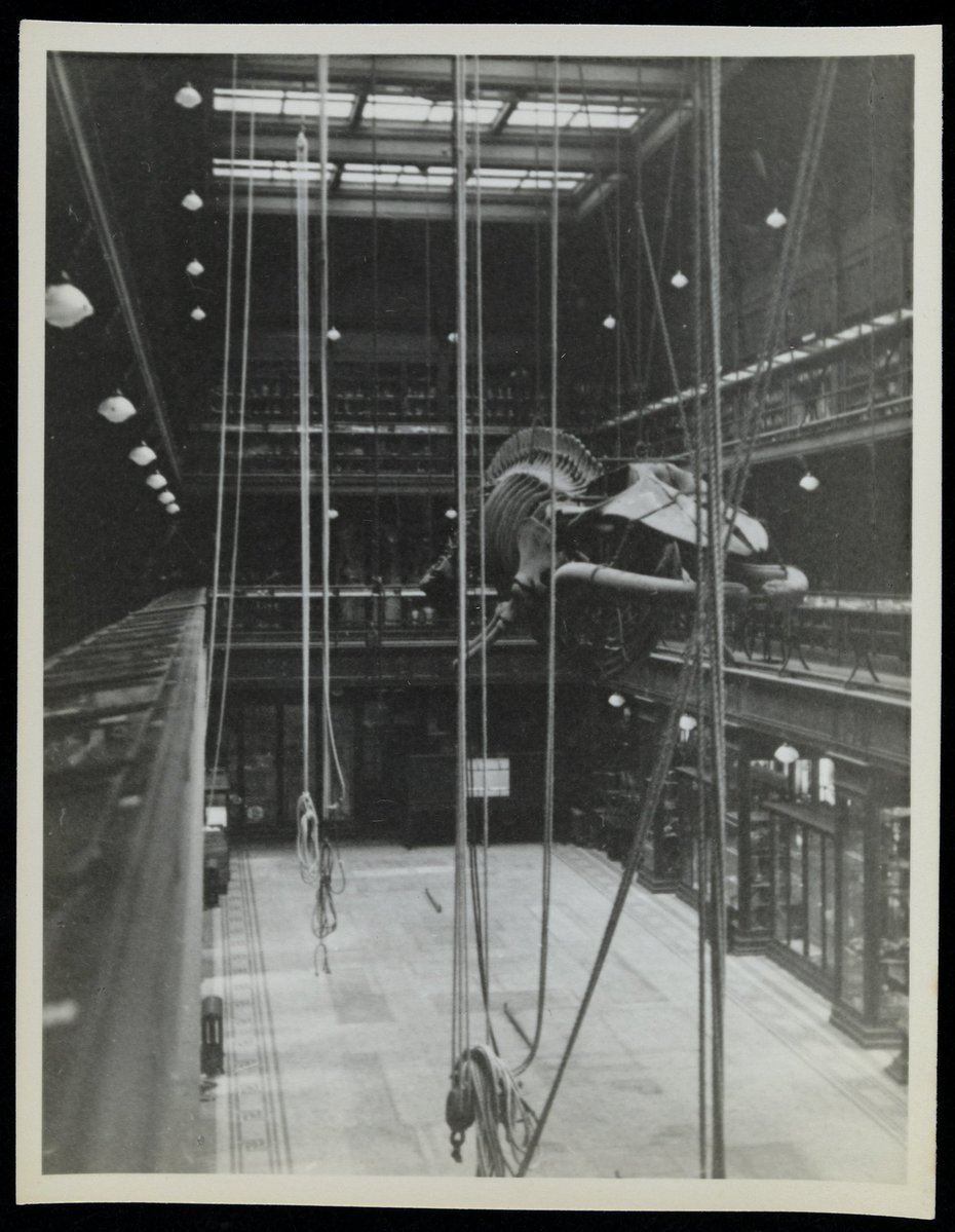 TeviotPlace's tweet photo. In the 1950s our museum @TeviotPlace was reduced in size. As part of this process, the #whale skeletons hung from the ceiling since 1884 were transferred to @NtlMuseumsScot a move that appeared to require a lot of rope &amp; chains #MuseumWeekMW #WaterMW https://t.co/JL5yvdT0yr