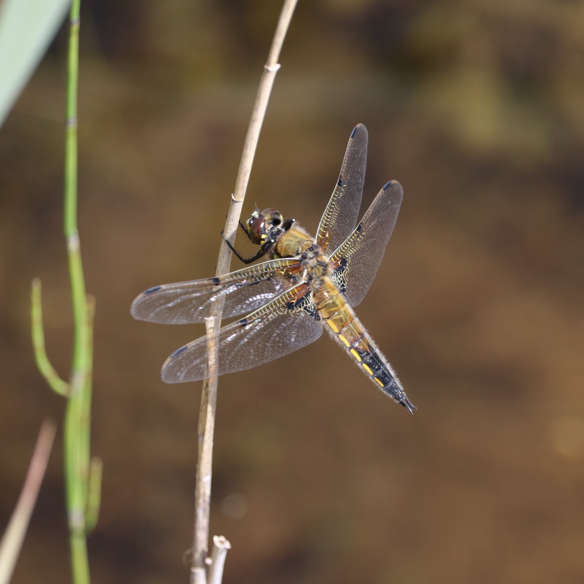 Four-spotted Chaser
Libellula quadrimaculata
Ruagaire Ceathairbhallach

In flight May / Aug in lakes or boggy habitats.
Often seen over water preying on insects.
Territorial.
Brown eyes with dense, pale hairs covering the thorax, two dark marks on front of each wing (4-spotted).