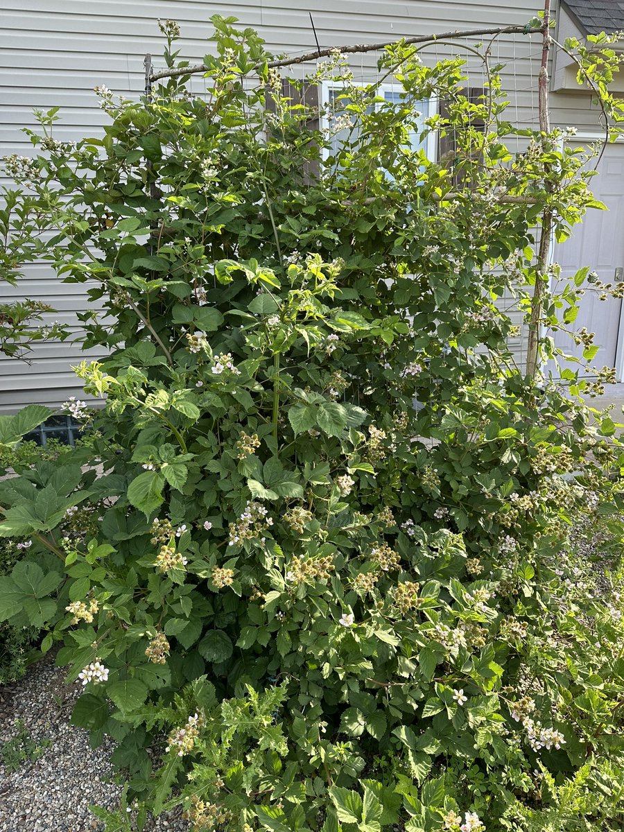 HabaneroHarman's tweet photo. Back in the saddle grinding and multitasking! June berry harvest, mapping out the transplants, training the black berries, and smoking a pork booty! Lather of our pineapple habanero coated with @DadsSeasonings original and SPG 😍 #PepperHeads #bbq https://t.co/lzcR2r7DWV