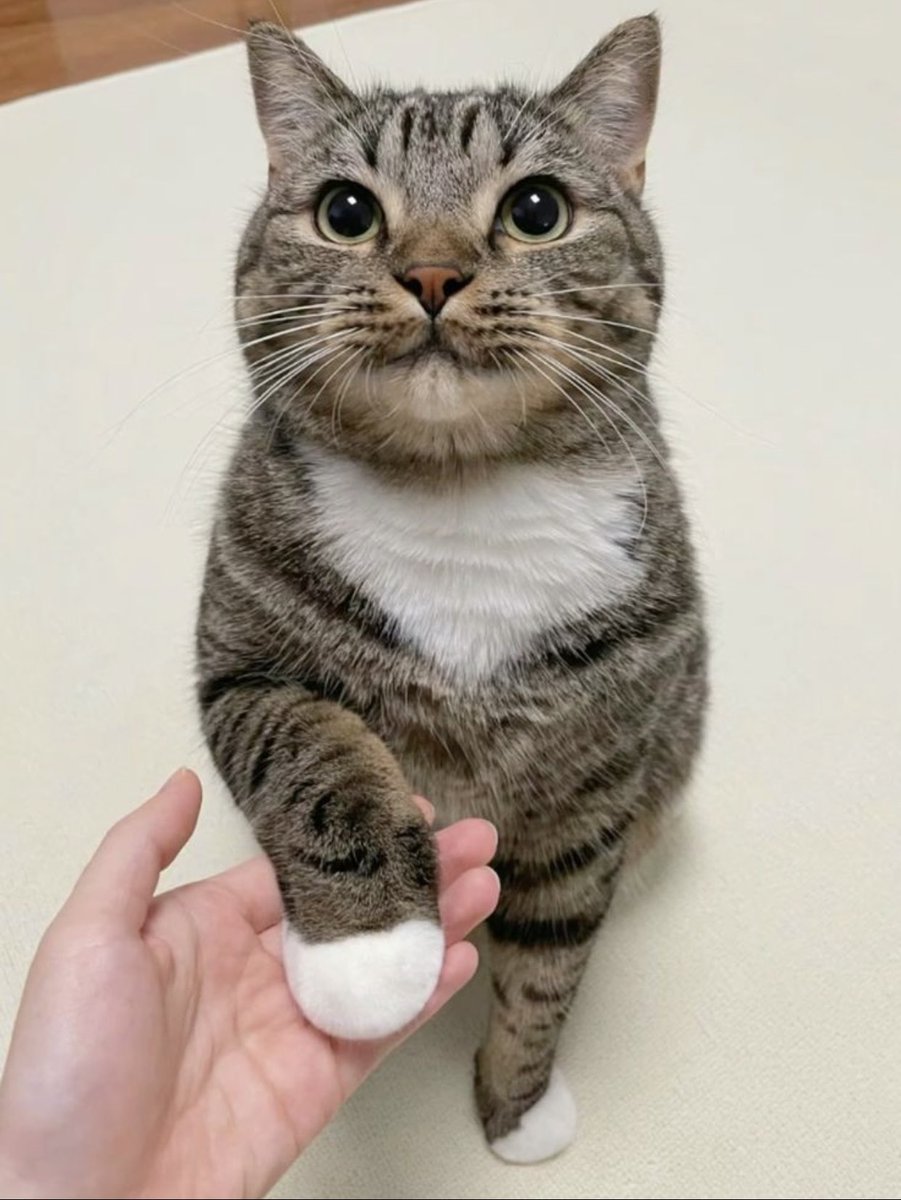 cutecats_____'s tweet photo. https://t.co/KDdOJOHpsx