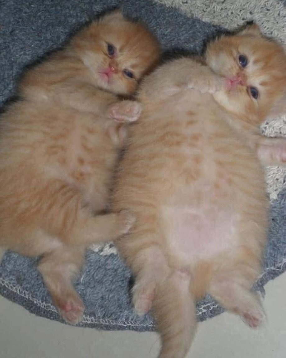 cutecats_____'s tweet photo. https://t.co/MwB1HjVBZu