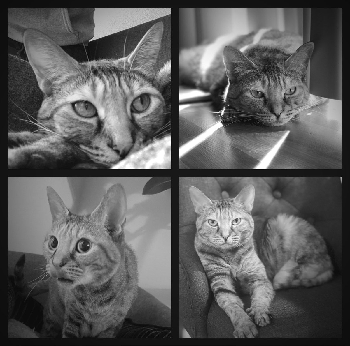 AskWilburTheCat's tweet photo. We’re sad to announce the passing of Basil.  Her Basil Hugs and Forts were legendary.  She was a cancer survivor and an amazing cat. She will be missed dearly. Thank you to all the humans and animals that were part of her life. May she rest in peace. #BasilStrong #BasilHugs https://t.co/mfnEkx96kU
