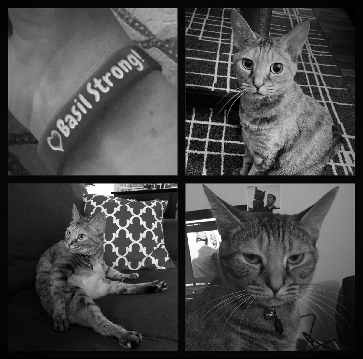 AskWilburTheCat's tweet photo. We’re sad to announce the passing of Basil.  Her Basil Hugs and Forts were legendary.  She was a cancer survivor and an amazing cat. She will be missed dearly. Thank you to all the humans and animals that were part of her life. May she rest in peace. #BasilStrong #BasilHugs https://t.co/mfnEkx96kU