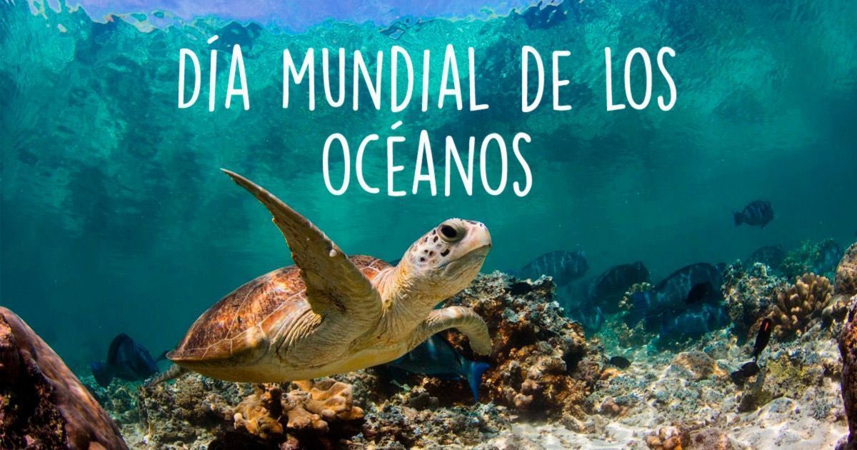 El Día Mundial de los Océanos recuerda a todos su importante papel en la vida cotidiana. Son los pulmones de nuestro planeta, una fuente importante de alimentos y medicinas y una parte fundamental de la biosfera.
#DiaMundialDeLosOcéanos