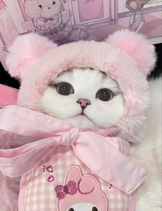 cutecats_____ tweet picture
