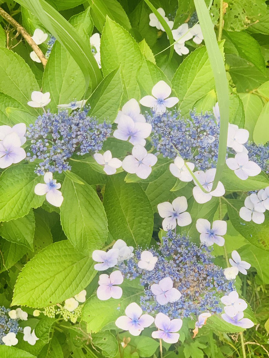 naturecolour1's tweet photo. https://t.co/zUxDfc0u8L