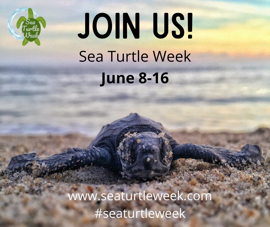 Swim into Sea Turtle Week June 8-16! There's seven different species of sea turtles? This week we’ll tell you about a different sea turtle each day! We’ll share info about the threats they are facing and ways we can help them #SeaTurtleWeek #SAFESeaTurtles ncaquariums.com/pks-newsroom/p…