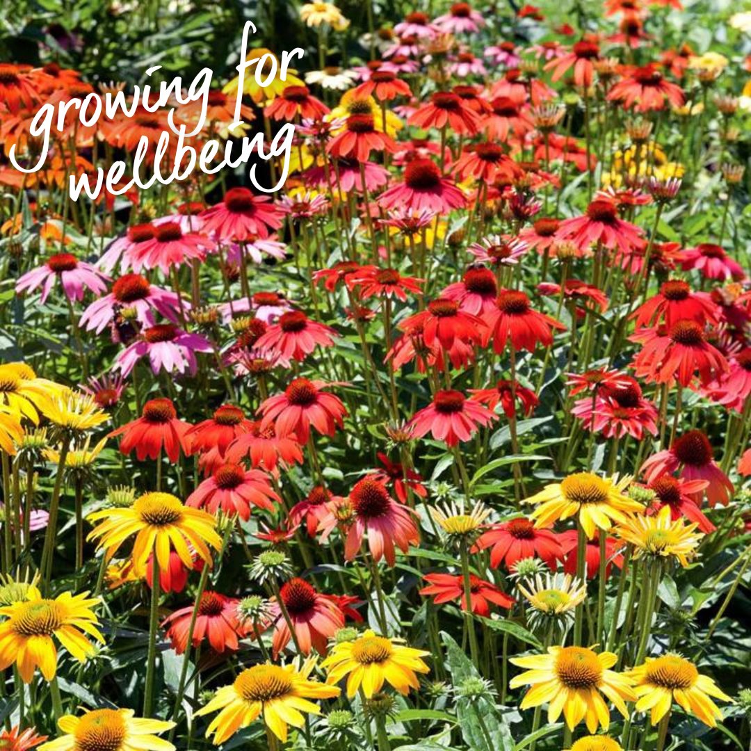 marshallsgardn's tweet photo. As we embrace the therapeutic benefits of gardening, there's no better time to introduce Echinacea 'Cheyenne Spirit' to your garden! 🌸🌞
https://t.co/jd1XFYNqYJ
#GrowingForWellbeingWeek #EchinaceaCheyenneSpirit #GardenTherapy https://t.co/zE8OZCSAvf