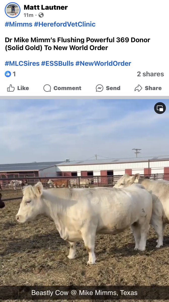 mattlautner's tweet image. #Mimms #HerefordVetClinic 

Dr Mike Mimm’s Flushing Powerful 369 Donor (Solid Gold) To New World Order 

#MLCSires #ESSBulls #NewWorldOrder