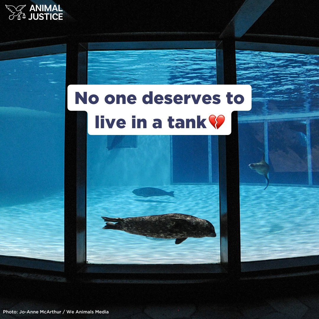 AnimalJustice's tweet photo. It's #WorldOceansDay. Let's leave marine animals where they belong—in the ocean!

Seals in captivity live dull, miserable lives where both their physical &amp; mental health suffer. 

Share this post with your friends &amp; remind them never to support the cruelty of marine parks 🦭 https://t.co/WZItx4UOy8