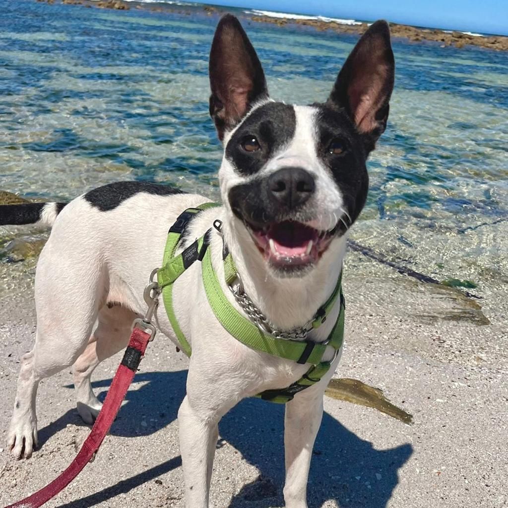 Meet Smudge, a striking Bull-breed mix with a unique black and white, pinto-patterned coat. Her cute black smudge on her muzzle adds a touch of charm to her already adorable appearance.

To adopt Smudge: tears.org.za/dogs/?mgi_21=7…