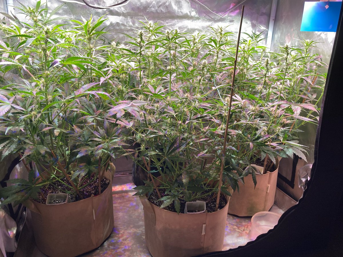 Autoflower seeds FTW!!  

theautoflowerstore.com