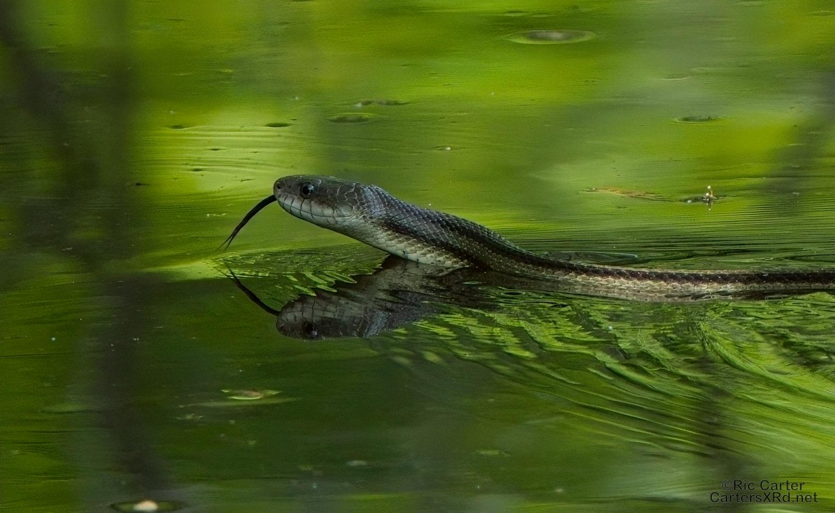 CartersXRd's tweet image. 2024.cartersxrd.net/2024.05.09.html