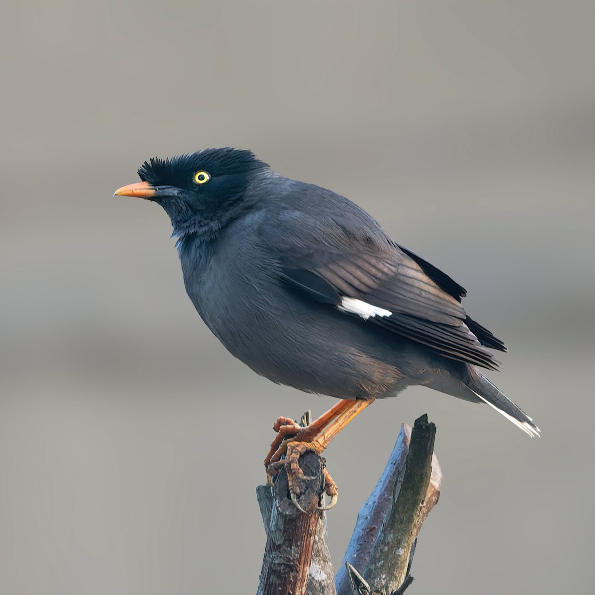 Feathers in Wild_Hemant Kirola tweet media