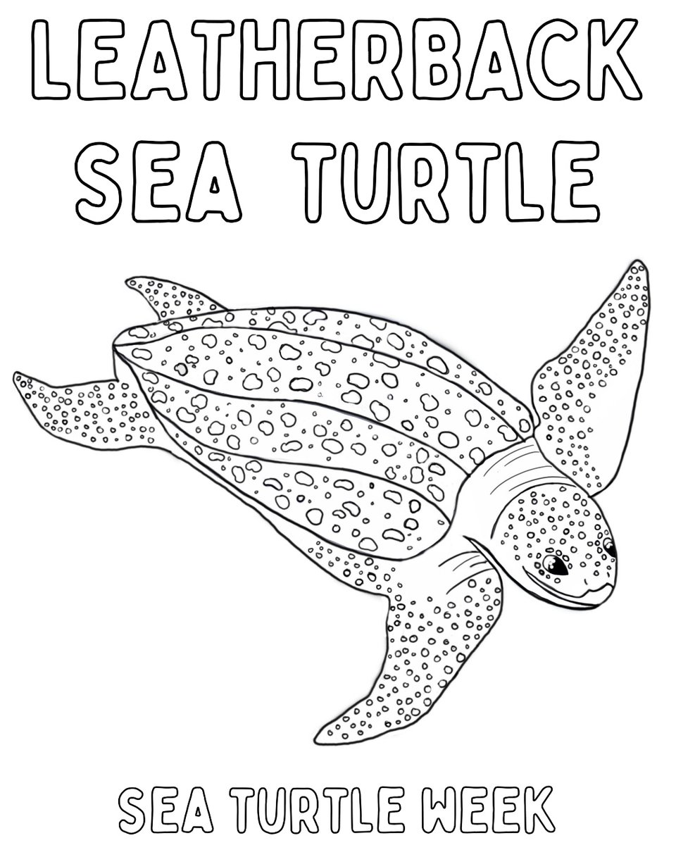NCAquariumatPKS's tweet photo. Join in the fun this Sea Turtle Week and color one of the seven sea turtle species!
Find more sea turtles to color a the link in our profile or by following this link: https://t.co/FXXwCAm1XY
#seaturtleweek #safeseaturtles #azasafe #seaturtlesafe https://t.co/gs0FP83trR