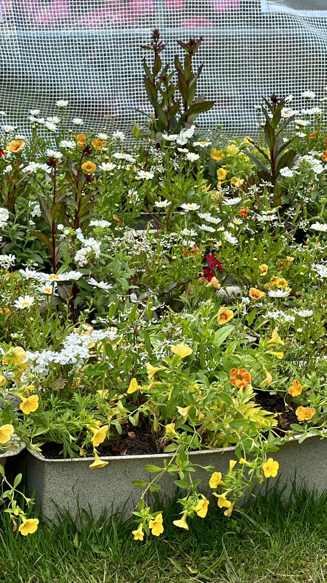 Tomorrow morning before she runs the town’s Community Litter Pick, our <a href="/BusyLittleB_UK/">Busy 🐝 Little 🐝 Bee 🐝</a> will be replacing the railing planters alongside the Clock Tower which belong to <a href="/AltrinchamBID/">Altrincham BID</a>. 

That whole area is going to look glorious by Monday 👍🏻☀️