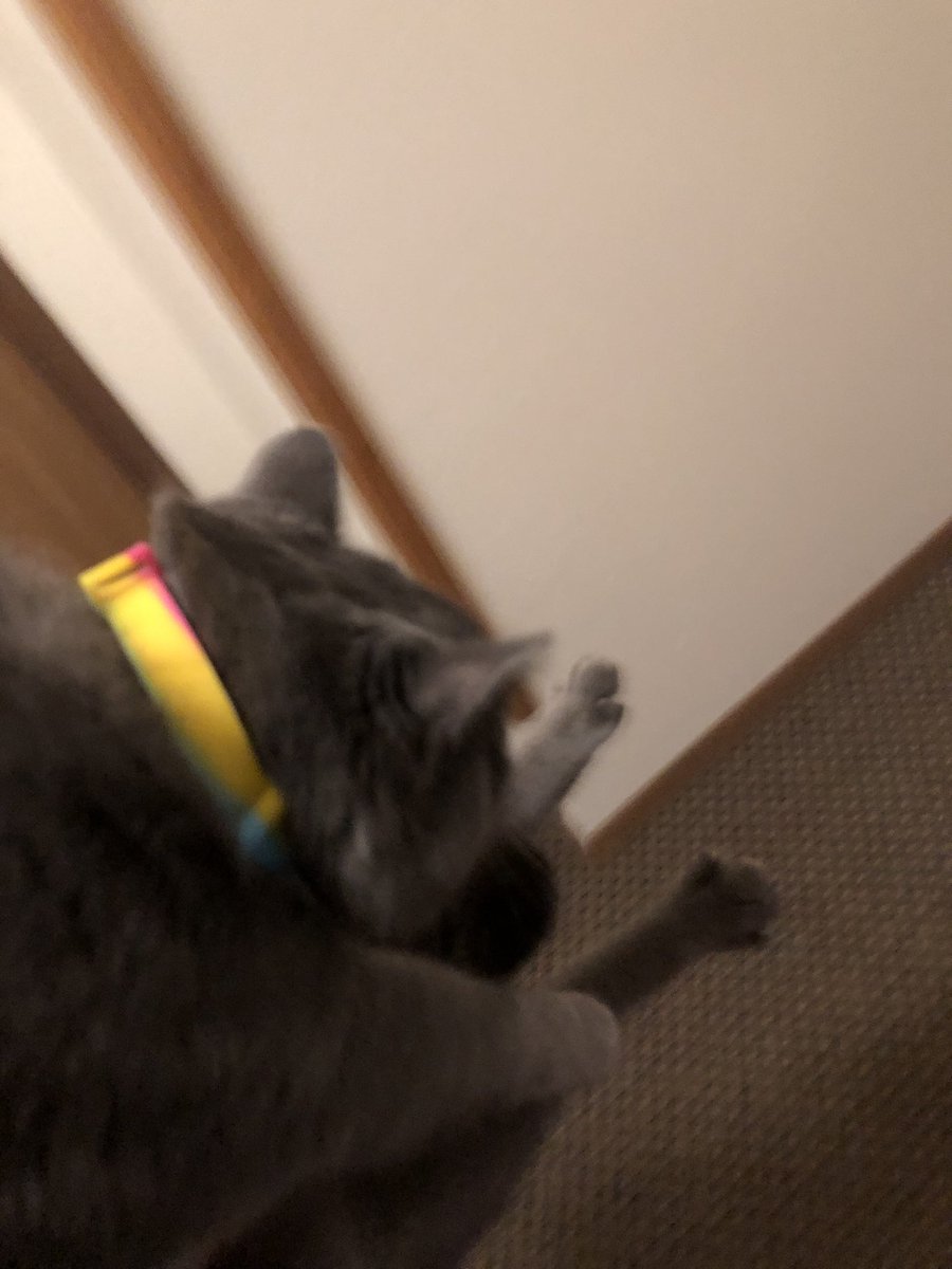 A_affirmations's tweet image. Air jail on a Caturday! #Sumbitch #Caturday #CatsofTwittter #catcrimes #airjail