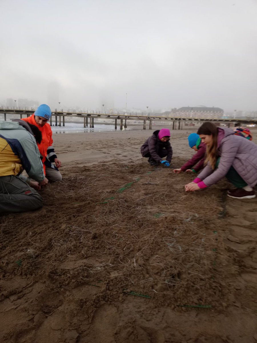 Aves Marinas y Costeras - MdP (@mdqseabirds) on Twitter photo Este jueves comenzó una nueva campaña de anillado de Gaviota de Olrog en Mar del Plata.
Ya tenemos 18 nuevos individuos anillados!!!!
A estar atentxs 👀 , si ves alguno no te olvides de reportarlos por alguna de nuestras redes 👩💻
<a href="/IIMyCAr/">IIMyC-UNMdP-CONICET</a> <a href="/fceyn_unmdp/">FCEyN - UNMdP</a> <a href="/SUnmdp/">Secretaria Academica UNMDP</a> <a href="/Conicetmdp/">CONICET Mar Del Plata</a> Este jueves comenzó una nueva campaña de anillado de Gaviota de Olrog en Mar del Plata.
Ya tenemos 18 nuevos individuos anillados!!!!
A estar atentxs 👀 , si ves alguno no te olvides de reportarlos por alguna de nuestras redes 👩💻
<a href="/IIMyCAr/">IIMyC-UNMdP-CONICET</a> <a href="/fceyn_unmdp/">FCEyN - UNMdP</a> <a href="/SUnmdp/">Secretaria Academica UNMDP</a> <a href="/Conicetmdp/">CONICET Mar Del Plata</a>