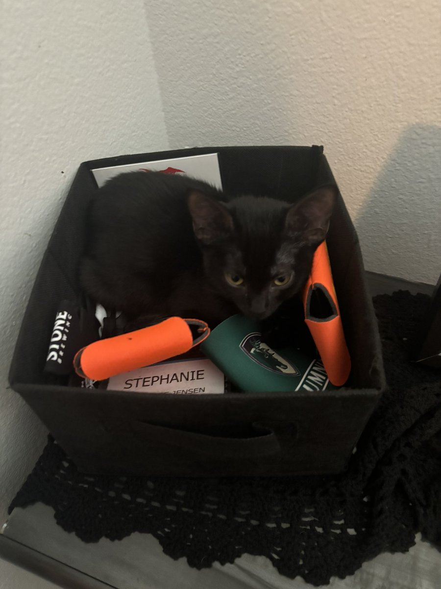 stephinfernal's tweet photo. Happy Caturday! Here’s Luna sleeping with beer coozies, tour laminates, and press passes. https://t.co/v0fBiXLZW3