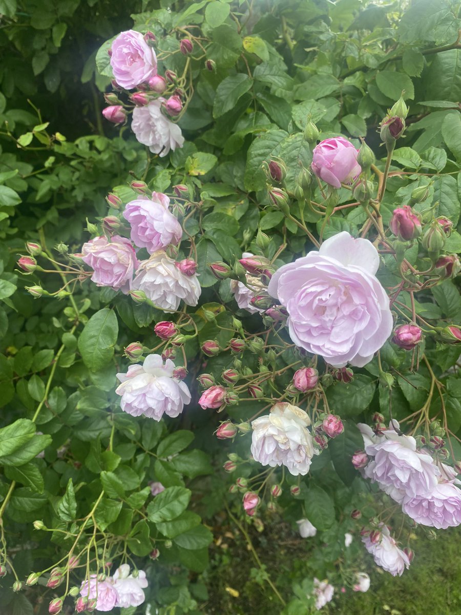 jackiemcguin's tweet photo. Day 1987 of #2000daysofwalking #365crew Lovely day for drying the clothes on the line ☀️😎 and smelling the roses https://t.co/FJvfBxw8oR