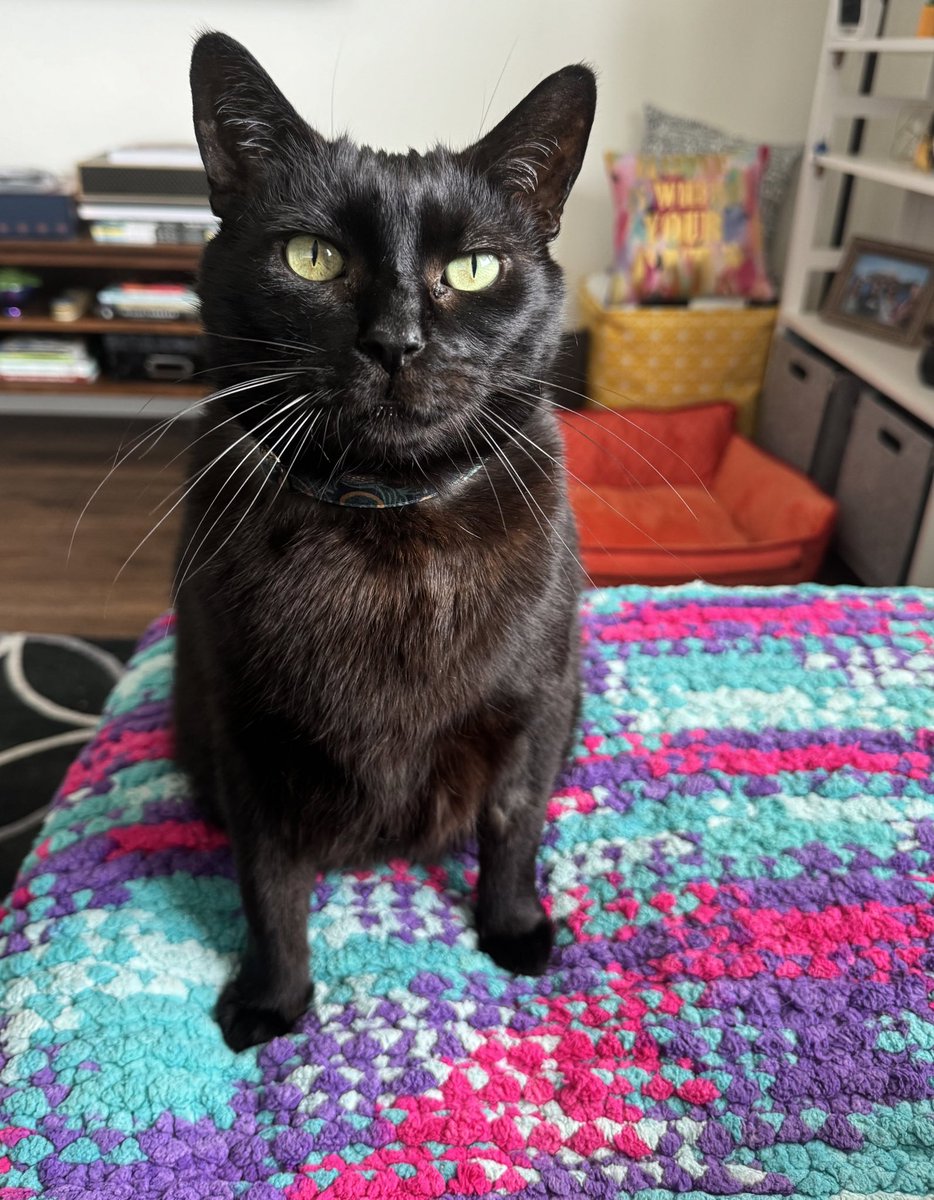 ThoraAndWilbur's tweet photo. Using my meowdel good looks for some treats. Is it working? #Caturday #blackcats #catsoftwitter https://t.co/HvpMM606V0