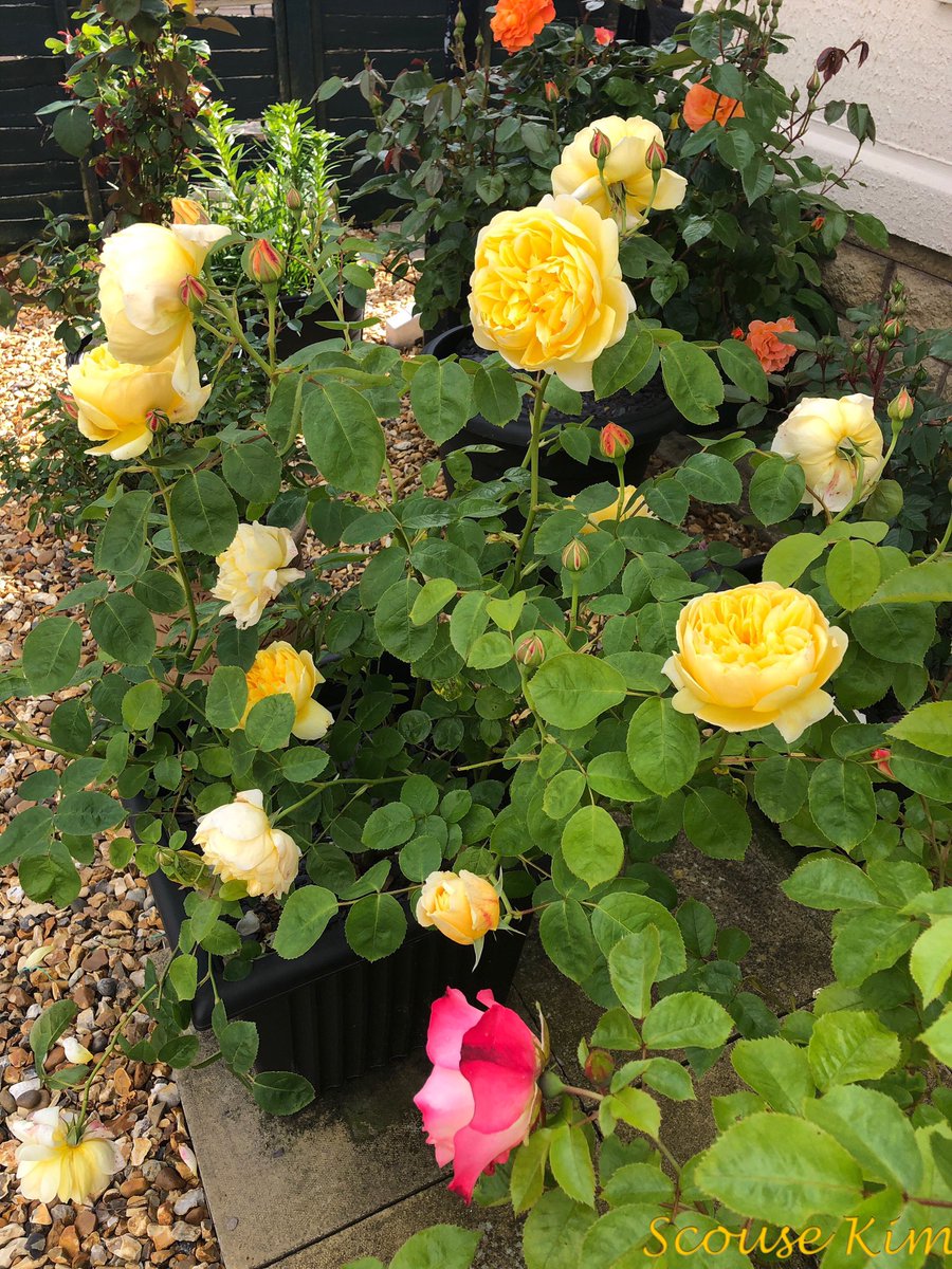 scouse kim (@scouse_kim) on Twitter photo <a href="/suzibitch1/">Suzanne🌸</a> They are beautiful thank you Suzanne and these are for you 🥰 <a href="/suzibitch1/">Suzanne🌸</a> They are beautiful thank you Suzanne and these are for you 🥰