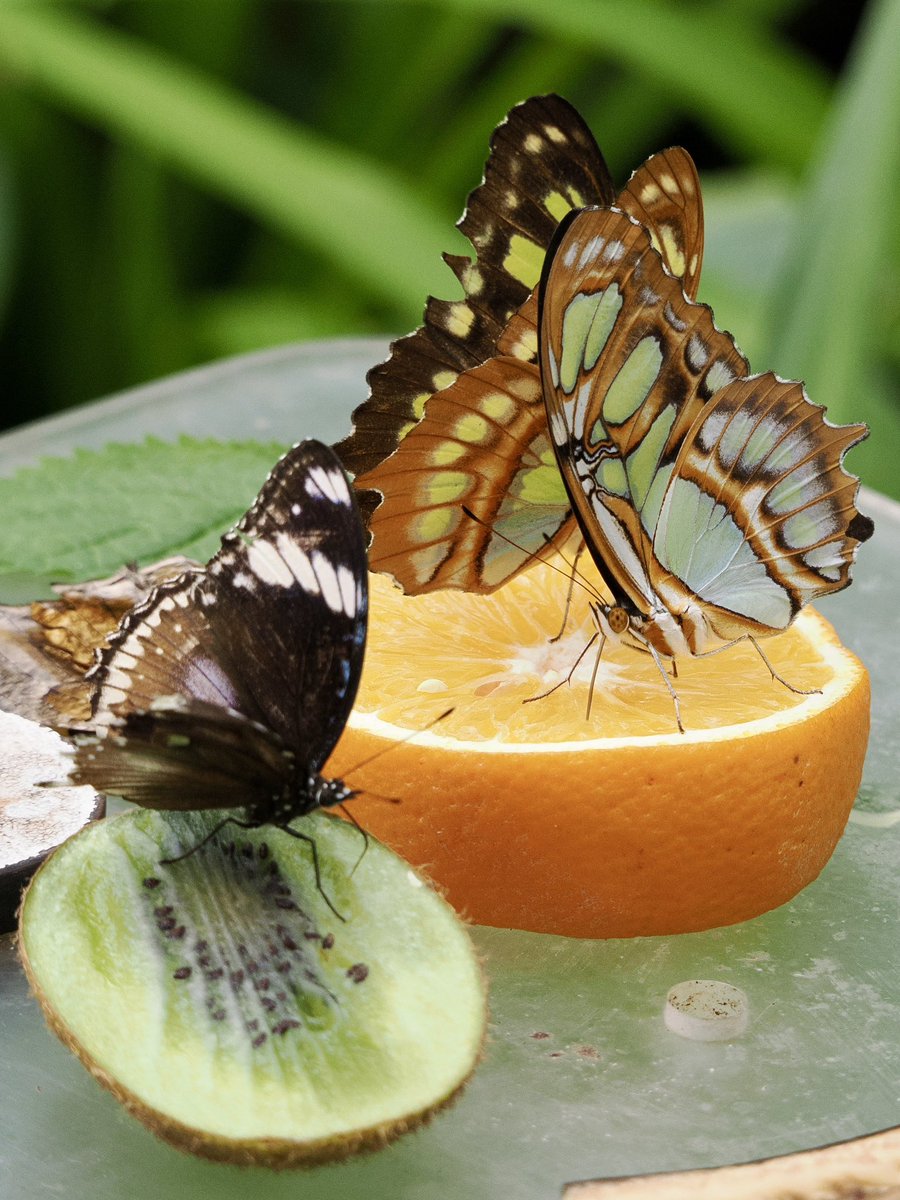 Vlinder Paviljoen Artis 
Butterfly Pavilion Artis Zoo