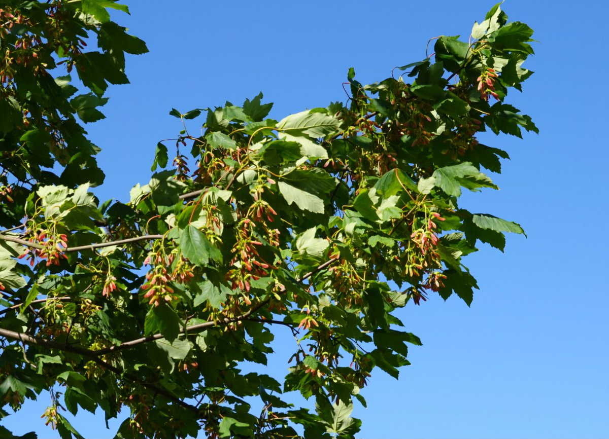 JeremyFlint50's tweet photo. @BBCSpringwatch Unusually, the sycamore seeds on next door's tree are bright red. It's just been exposed from a lower hawthorn canopy, so perhaps that's the answer. Our big sycamore has the usual green seeds in the making. Best Wishes, JF https://t.co/5iqGkq8Kds