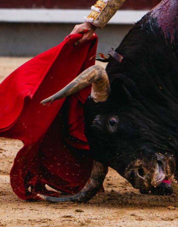 LMParrado's tweet photo. Entrega absoluta. Clase infinita. "Dulce", de @PRGtoros ayer, en Madrid. https://t.co/la0heC0Lfi