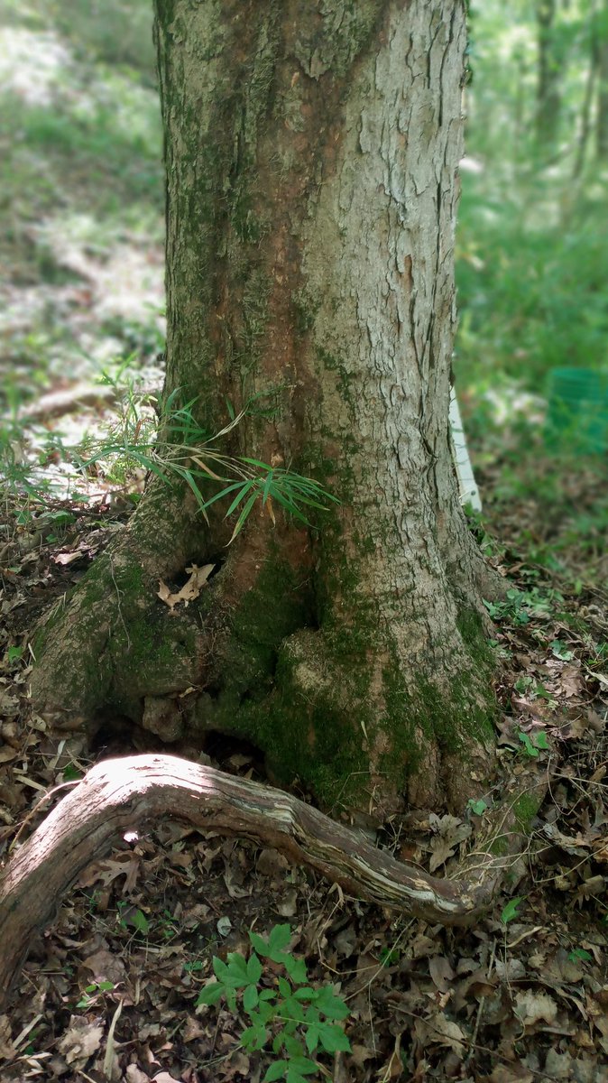 tracy woodard tweet media