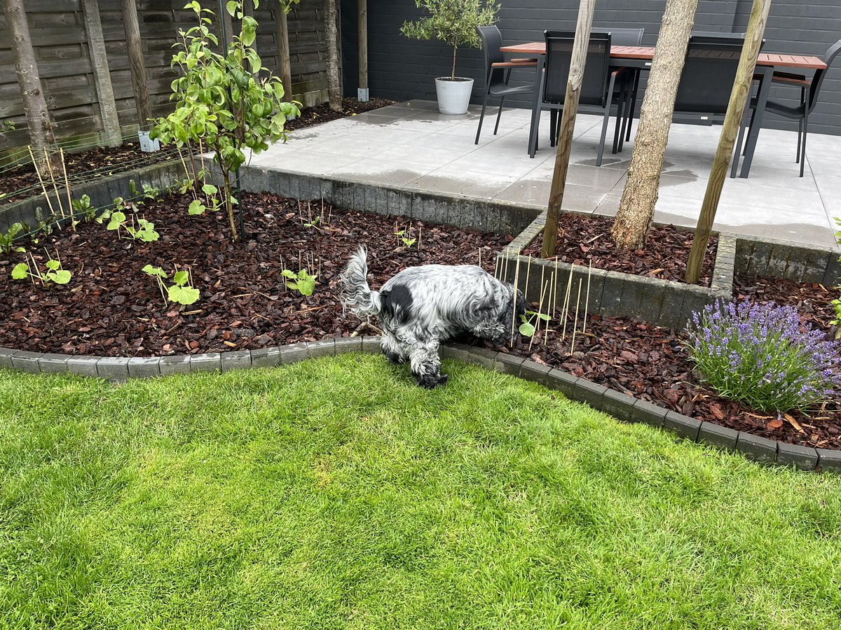 In de reeks ‘hobby’s die oncombineerbaar zijn’ : moestuinieren en cockerspaniels houden. Voor u getest. Gaat niet. Volg mij voor meer tips.