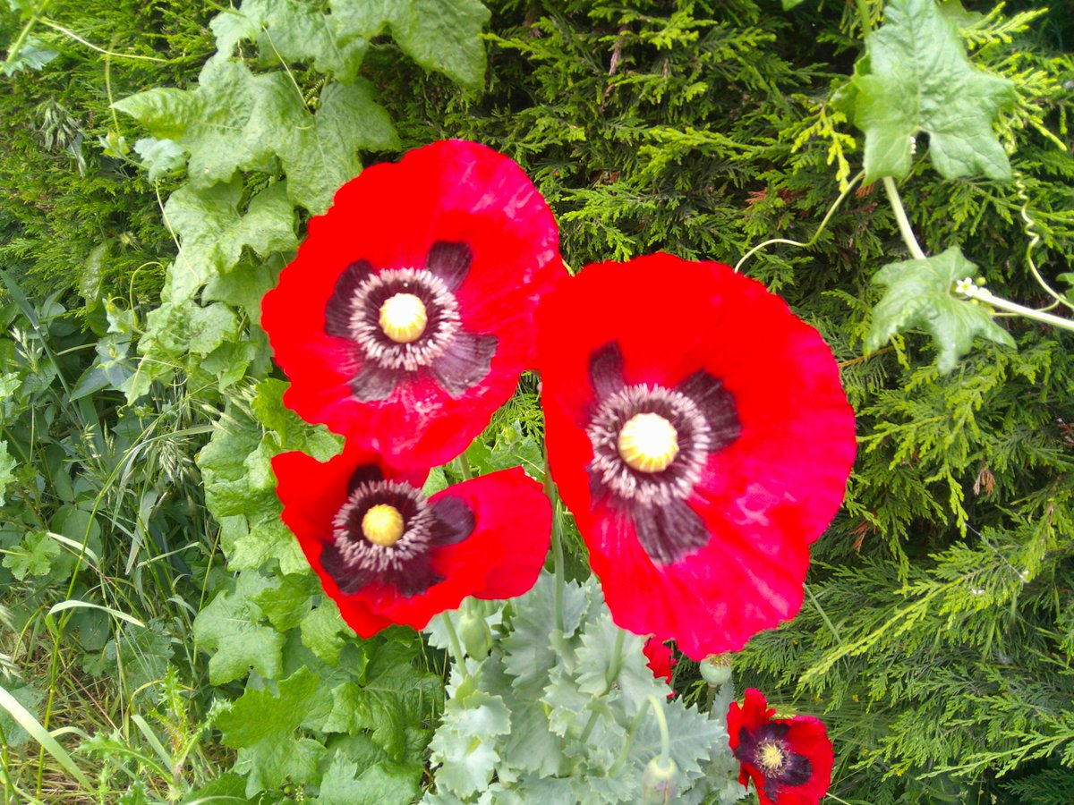 HelenRo88542779's tweet image. Lovely poppies on today&apos;s walk. #TheFens #SpottedOnMyWalk