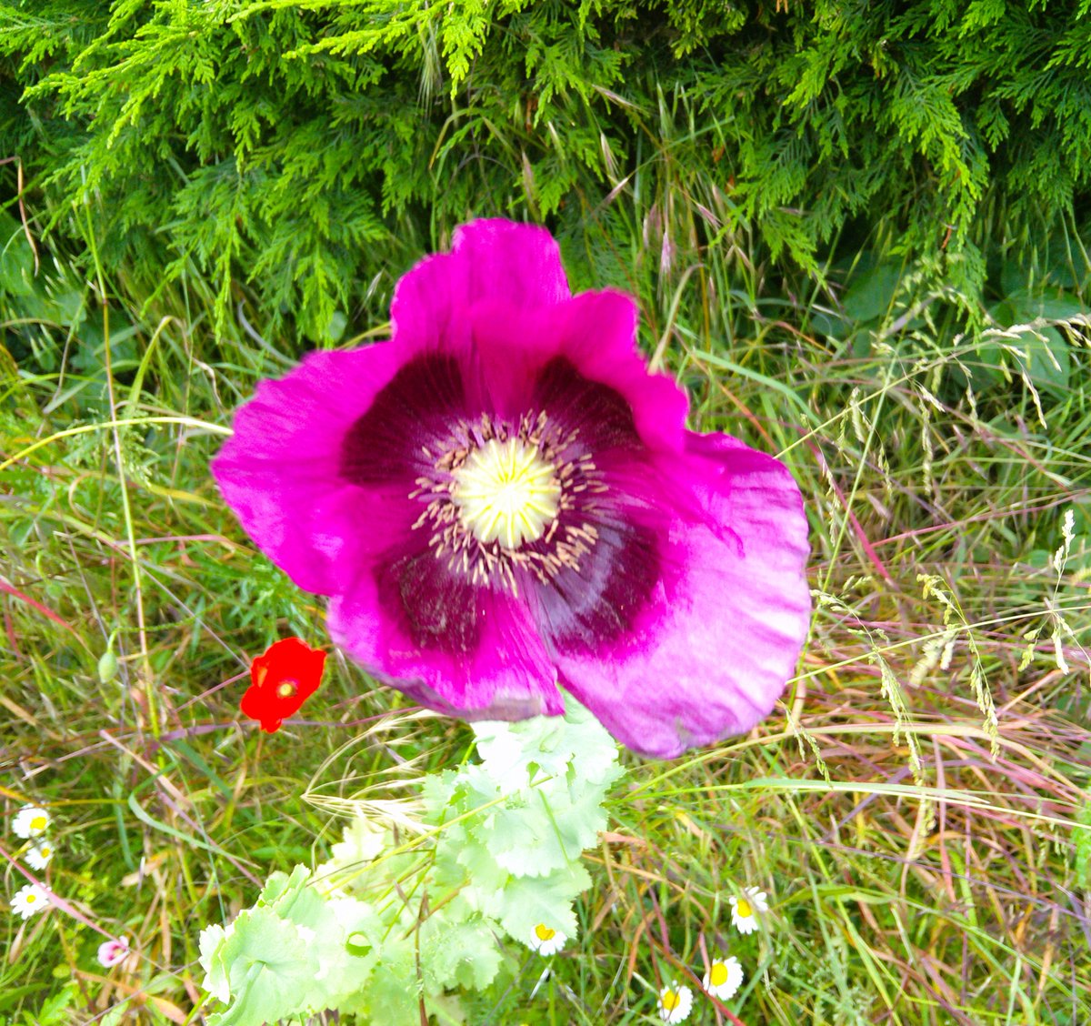 HelenRo88542779's tweet image. Lovely poppies on today&apos;s walk. #TheFens #SpottedOnMyWalk