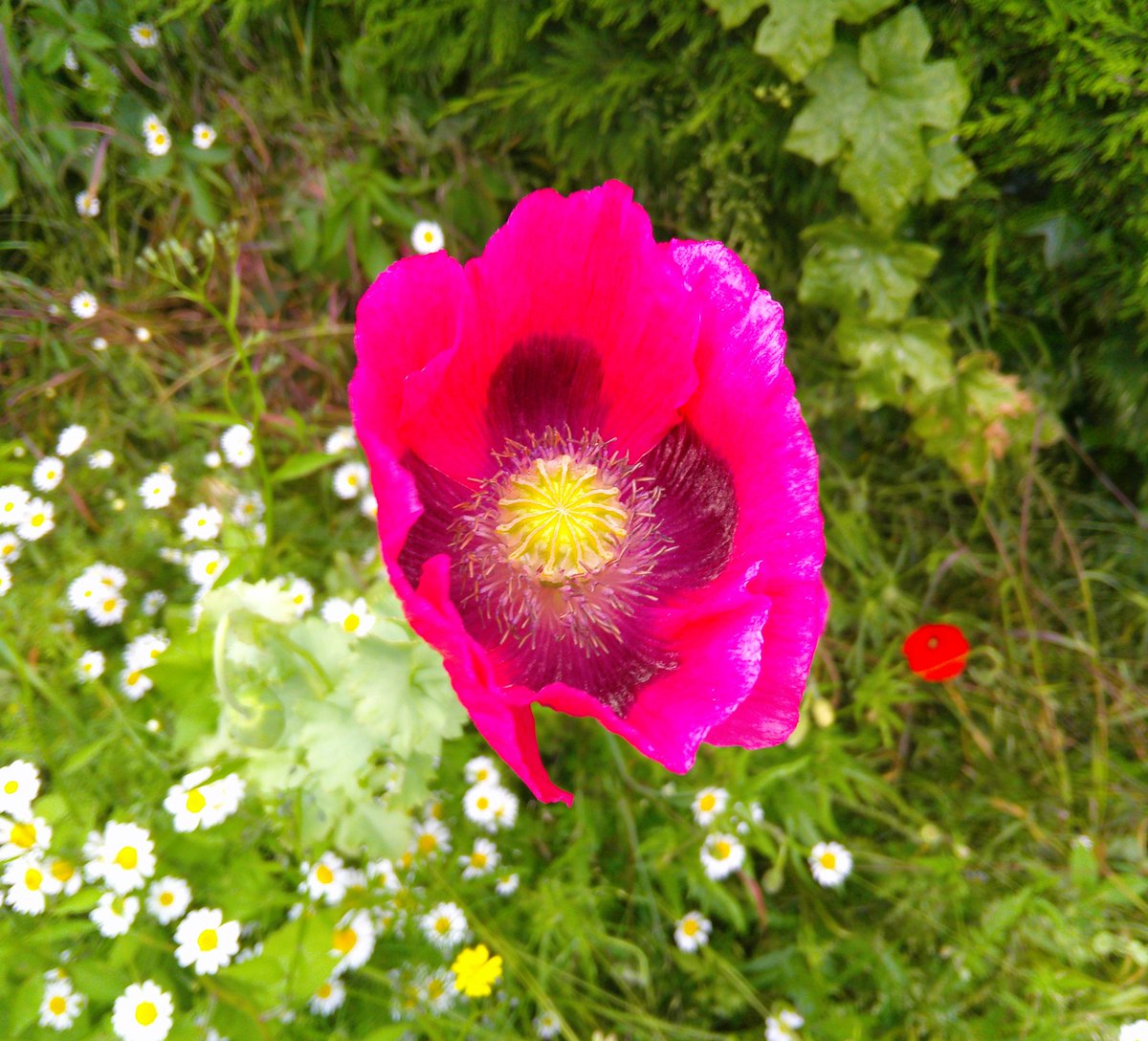 HelenRo88542779's tweet image. Lovely poppies on today&apos;s walk. #TheFens #SpottedOnMyWalk