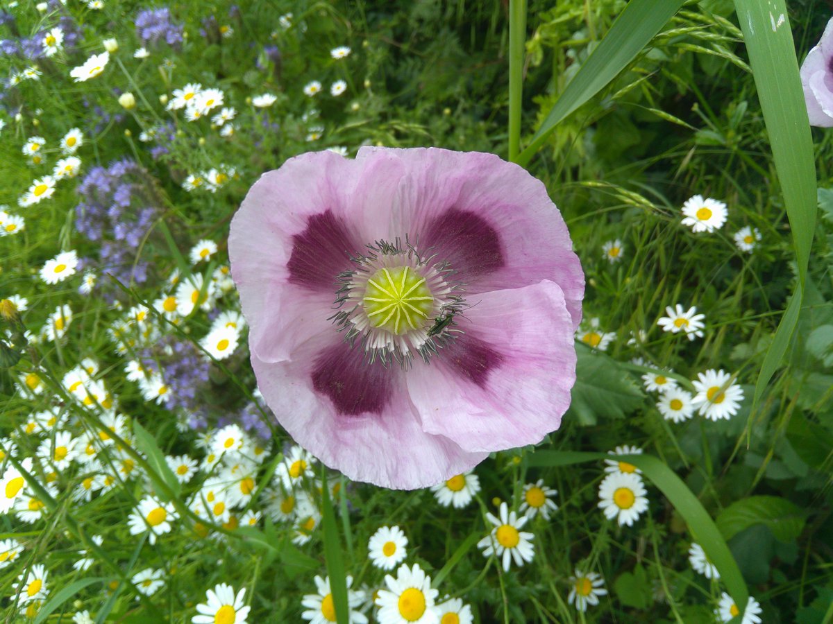 HelenRo88542779's tweet image. Lovely poppies on today&apos;s walk. #TheFens #SpottedOnMyWalk
