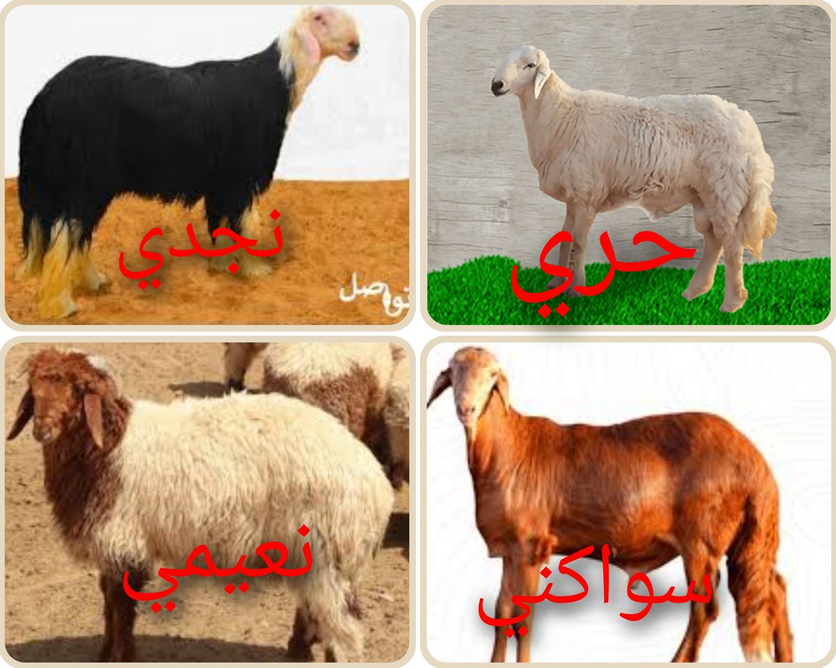 بيتنا القديم tweet media