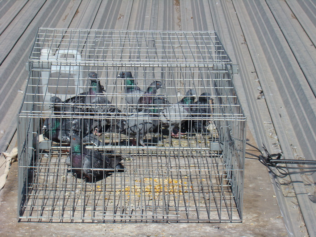 Foto cedida por PACMA