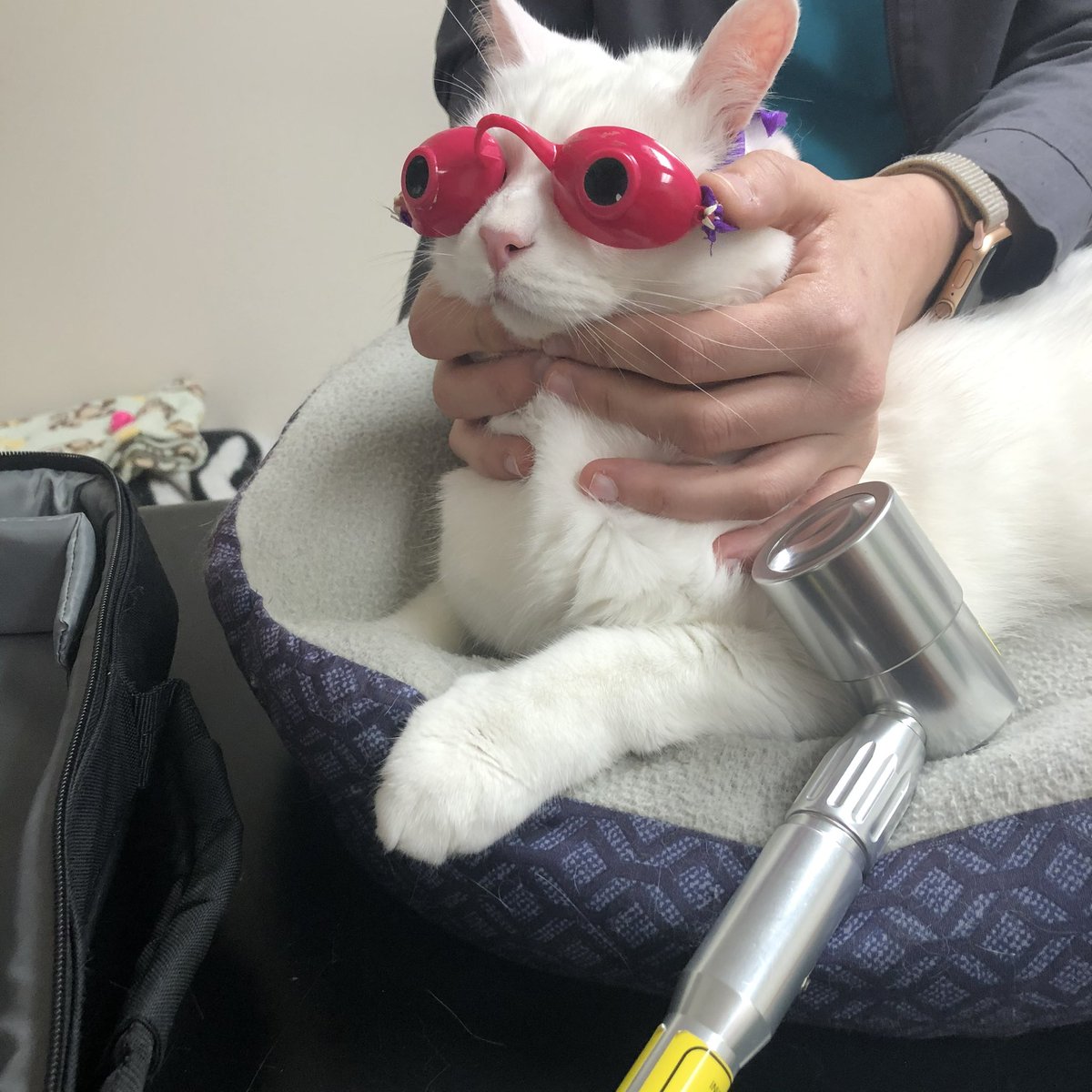 pickles 🤍 🌈 tweet media